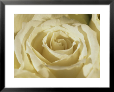 Portrait Of A White Rose Corolla by Murray Louise Pricing Limited Edition Print image
