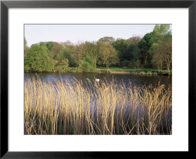Reeds By The River Yare, Norfolk, England, United Kingdom by Charcrit Boonsom Pricing Limited Edition Print image