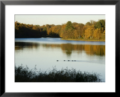 Lake, Autumn, Virginia Water, Surrey, England, United Kingdom by Charles Bowman Pricing Limited Edition Print image