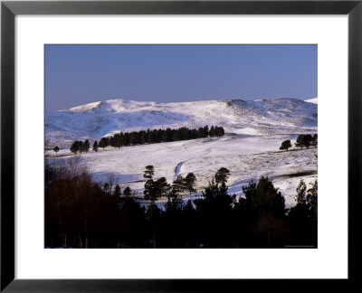 Pines On Winter Hillside, Cairngorm Mountains, Deeside, Highland Region, Scotland by Lousie Murray Pricing Limited Edition Print image