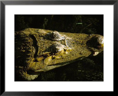 Close-Up Of The Head Of A Common Caiman, River Chagres, Soberania Forest National Park, Panama by Sergio Pitamitz Pricing Limited Edition Print image