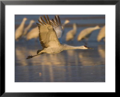 Sandhill Crane (Grus Canadensis), Bosque Del Apache, Socorro, New Mexico, Usa by Thorsten Milse Pricing Limited Edition Print image