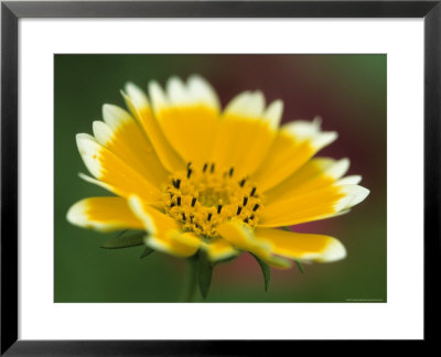 Golden Eye, Chrysanthemum Segetum, Bielefeld, Germany by Thorsten Milse Pricing Limited Edition Print image