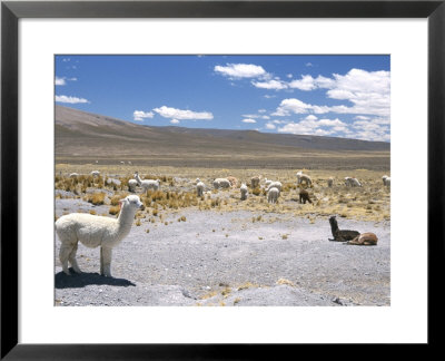 Domesticated Alpacas Grazing On Altiplano, Near Arequipa, Peru, South America by Tony Waltham Pricing Limited Edition Print image