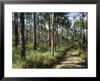 Path Through Pines, Mountain Pine Ridge, Belize, Central America by Upperhall Pricing Limited Edition Print image