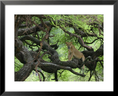 African Lioness Rests On Tree Branch, Tanzania by Arthur Morris Pricing Limited Edition Print image