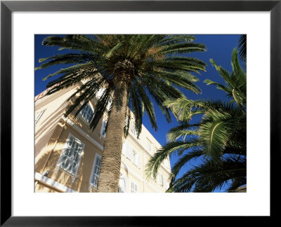 Harbourside Palms, Sanary-Sur-Mer, Var, Cote D'azur, Provence, France, Europe by Ruth Tomlinson Pricing Limited Edition Print image