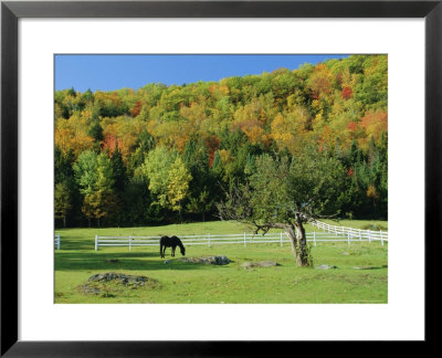 Horse Grazing In Paddock, Near Jackson, New Hampshire, Usa by Fraser Hall Pricing Limited Edition Print image