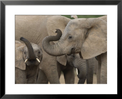 African Elephant (Loxodonta Africana), Addo Elephant National Park, South Africa, Africa by Ann & Steve Toon Pricing Limited Edition Print image