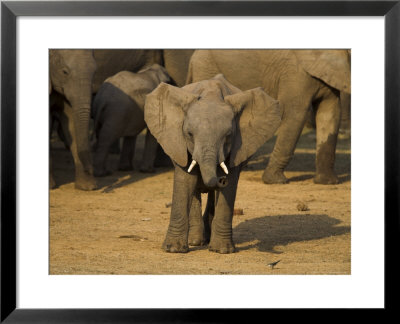 Baby Elephant, Eastern Cape, South Africa by Ann & Steve Toon Pricing Limited Edition Print image