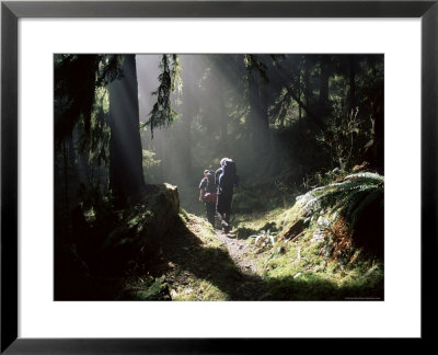 Backpackers In Steamy Light, Queets Vall, Olympic National Park, Washington State, Usa by Aaron Mccoy Pricing Limited Edition Print image