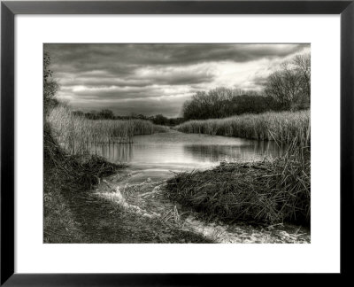 Reeds In Winter by Stephen Arens Pricing Limited Edition Print image
