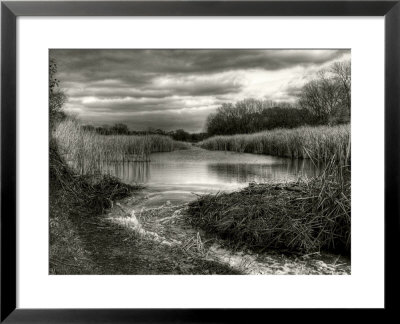 Reeds In Winter by Stephen Arens Pricing Limited Edition Print image
