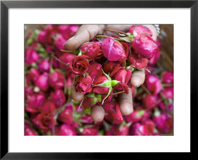 Hand Holding Small Rose Heads, Delhi, India by Peter Adams Pricing Limited Edition Print image