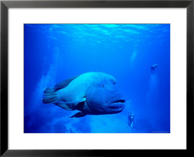 Maori Wrasse At Cod Hole, Great Barrier Reef by Robert Halstead Pricing Limited Edition Print image