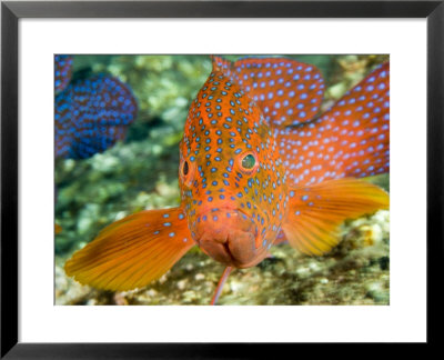 Closeup Of A Spinecheek Anemonefish, Bali, Indonesia by Tim Laman Pricing Limited Edition Print image