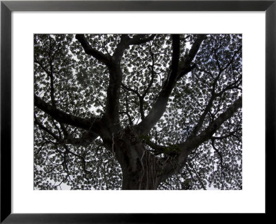 Big Tree In The Rainforest Of Honolulu, Hawaii by Stacy Gold Pricing Limited Edition Print image