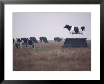 Cows Grazing In Field, Side View, Kansas by Brimberg & Coulson Pricing Limited Edition Print image