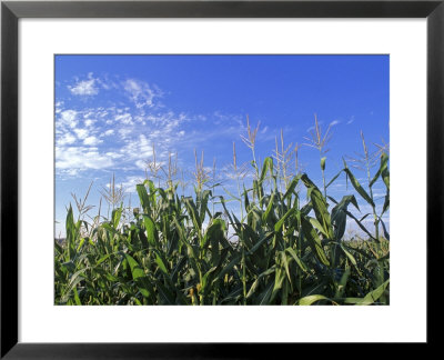 Field Of Corn Against A Clear Blue Sky, Virginia by Kenneth Garrett Pricing Limited Edition Print image