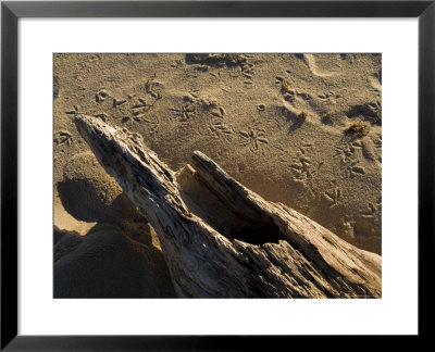 Driftwood On The Beach With Bird Footprints In The Sand, Block Island, Rhode Island by Todd Gipstein Pricing Limited Edition Print image