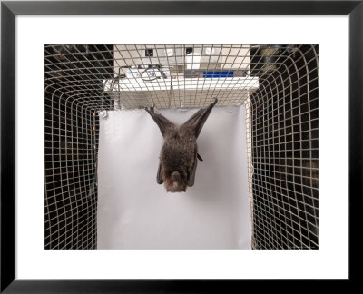 Rodrigues Fruit Bat, Lincoln, Nebraska by Joel Sartore Pricing Limited Edition Print image