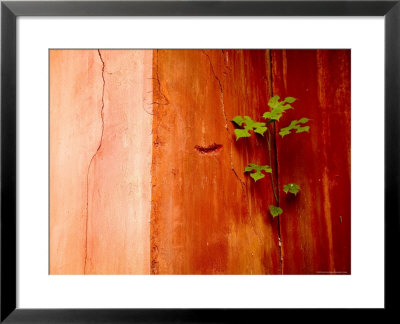 Plant Growing In Crack In Red Wall Of Ming Dynasty Chinese Mausoleum, China by David Evans Pricing Limited Edition Print image