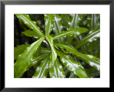 Leafy Green Plant In Honolulu, Hawaii by Stacy Gold Pricing Limited Edition Print image