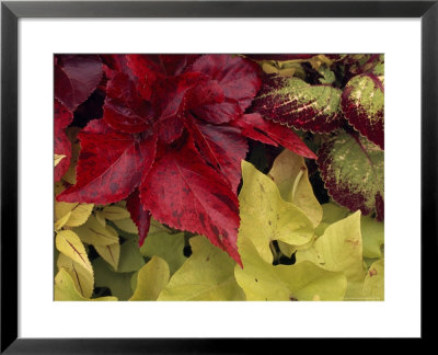 Coleus And Other Plants In A Window Box In Milwaukee by Paul Damien Pricing Limited Edition Print image