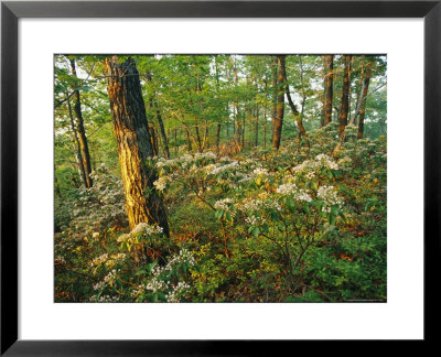 Mountain Laurel Blooming In A Hyner View State Park Forest by Skip Brown Pricing Limited Edition Print image