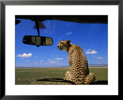 Cheetah Watches For Prey From Atop The Hood Of A Safari Vehicle by John Eastcott & Yva Momatiuk Pricing Limited Edition Print image