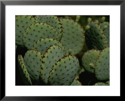 Close View Of Cactus Pads In The Arizona Desert by Todd Gipstein Pricing Limited Edition Print image