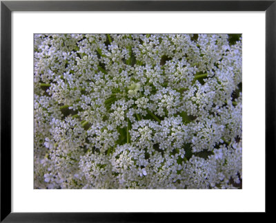Close-Up Of Queen Anne's Lace, Wildflower Of The Blue Ridge Mountains by White & Petteway Pricing Limited Edition Print image