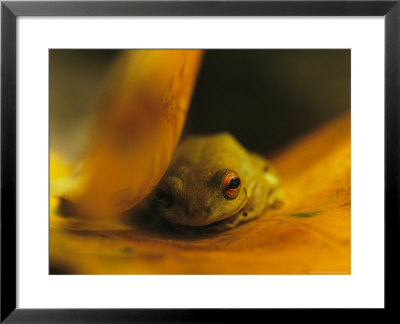 Frog Resting On A Yellowed Leaf by Michael Nichols Pricing Limited Edition Print image
