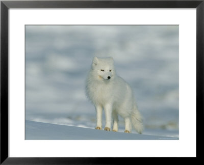Portrait Of An Arctic Fox Near Hudson Bay, Canada by Norbert Rosing Pricing Limited Edition Print image