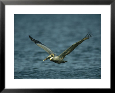 Brown Pelican In Flight Over Water by Klaus Nigge Pricing Limited Edition Print image