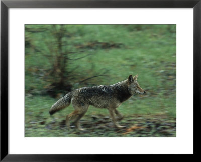Coyote Running In Yosemite National Park by Phil Schermeister Pricing Limited Edition Print image