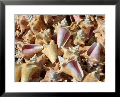 Patterned-Stack Of Colorful Queen Conch Shells by Stephen St. John Pricing Limited Edition Print image