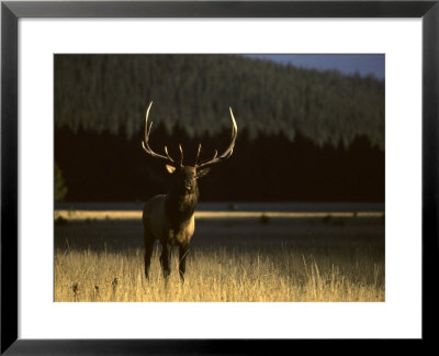 Its Rutting Season In Yellowstone, Yellowstone National Park, Wyoming by Michael S. Quinton Pricing Limited Edition Print image