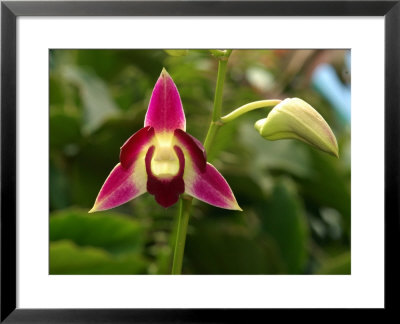 Pink Flower, Victoria, British Columbia, Canada by Darlyne A. Murawski Pricing Limited Edition Print image