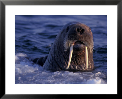 Portrait Of An Atlantic Walrus, Odobenus Rosmarus, Arctic Circle, Canada by Paul Nicklen Pricing Limited Edition Print image