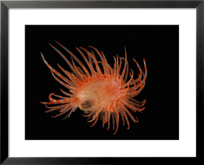 Pink File Shell, Limaria Species, Rare Species, Jumps Through Water by Darlyne A. Murawski Pricing Limited Edition Print image