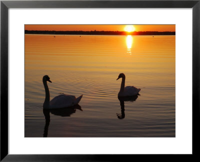 Two Mute Swans In The Narragansett Bay At Sunrise, Cranston, Rhode Island by Darlyne A. Murawski Pricing Limited Edition Print image