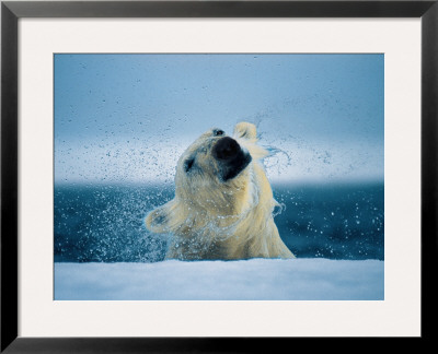 A Polar Bear Shakes Water Off Its Head As It Breaks The Surface by Paul Nicklen Pricing Limited Edition Print image