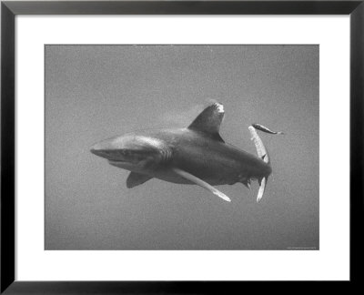 White Tip Shark Prowling Gulf Of Mexico by Peter Stackpole Pricing Limited Edition Print image