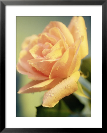 Yellow Rose by Kevin Kuenster Pricing Limited Edition Print image