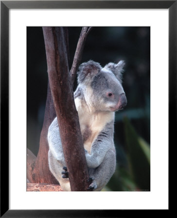 Koala, Australia by Ernest Manewal Pricing Limited Edition Print image