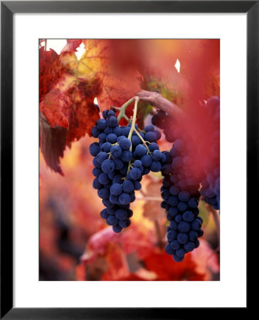 Old Barbera Vines With Ripening Grapes, Calistoga, Napa Valley, California by Karen Muschenetz Pricing Limited Edition Print image