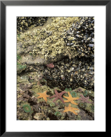 Mussels, Gooseneck Barnacles, Pisaster Sea Stars And Green Anemones On The Oregon Coast, Usa by Stuart Westmoreland Pricing Limited Edition Print image