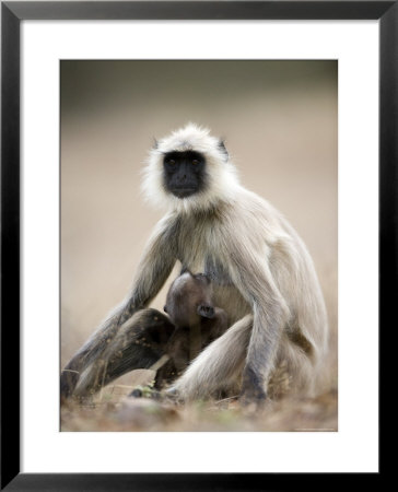 Hanuman Langur (Presbytis Entellus), Bandhavgarh National Park, Madhya Pradesh State, India by Thorsten Milse Pricing Limited Edition Print image