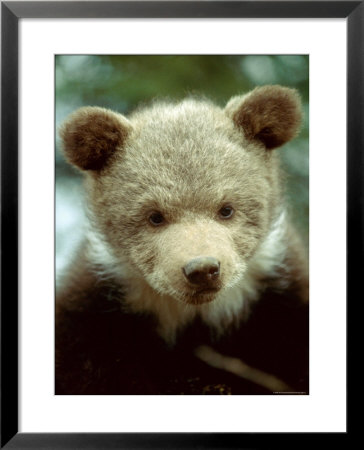 Rescued Grizzly Bear Cub, Montana, Usa by Jim Zuckerman Pricing Limited Edition Print image
